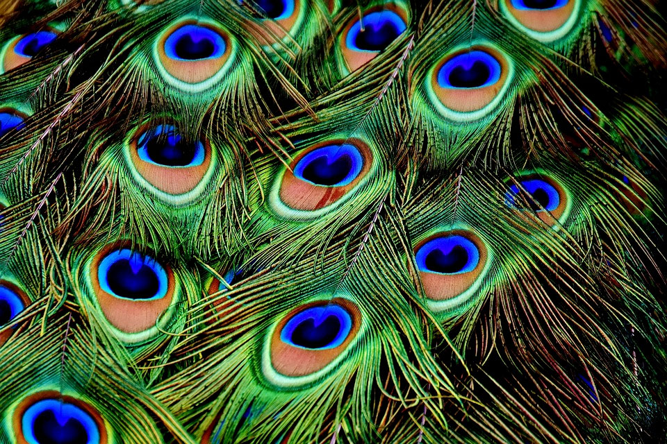 Paletto Solare Da Giardino A Forma Di Pavone - Luce LED Decorativa Per Esterno - Con Punta Per Terreno