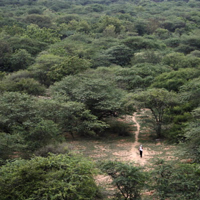 India: un ragazzo pianta da solo 550 ettari di foresta