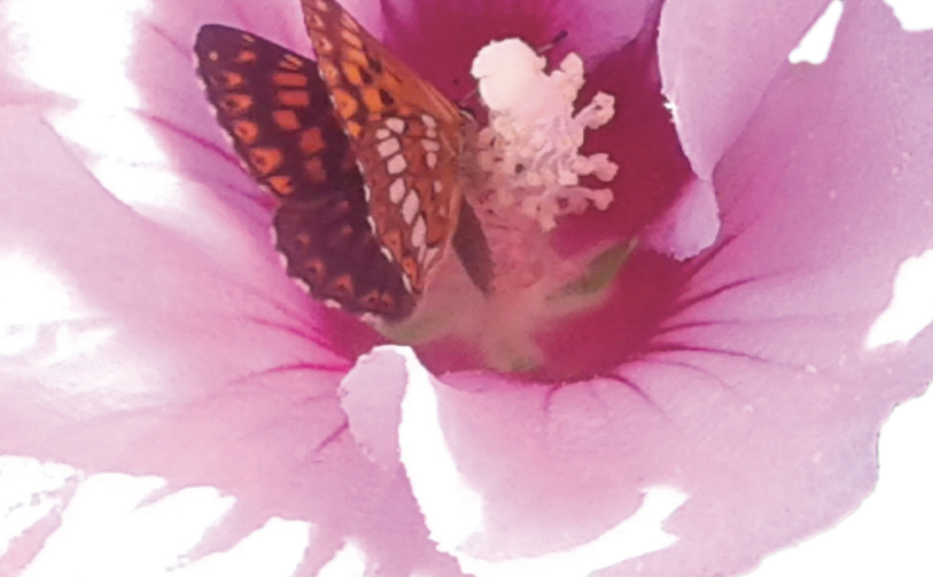 Abbi cura dei sogni di Claudia Barzaghi e Barbara Nordio – estratto Ikigai che cosa significa