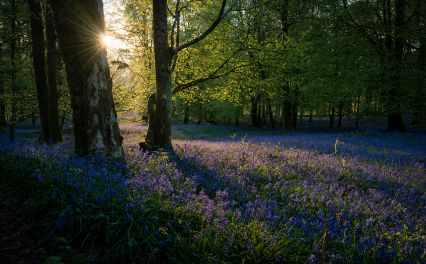 Bosco primaverile illuminato dal sole con fiori viola, immagine simbolo di rinascita per l'oroscopo ariete 2026