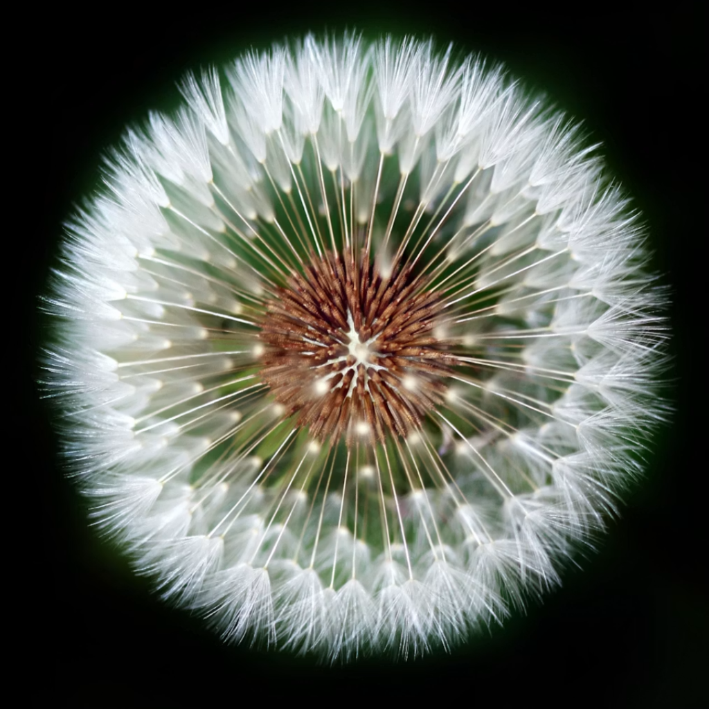 Fotografia macro di dente di leone di Olena Ivanova (@olena2552) su Unsplash