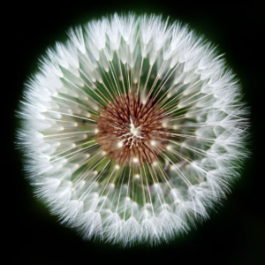 Fotografia macro di dente di leone di Olena Ivanova (@olena2552) su Unsplash
