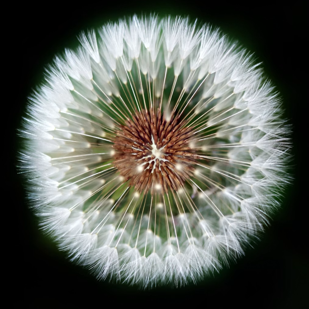 Fotografia macro di dente di leone di Olena Ivanova (@olena2552) su Unsplash