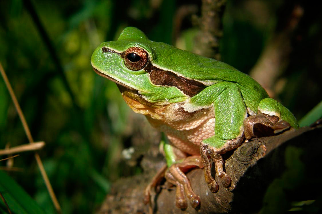 45 Il Verde Rifiutato Meditazione Cromatica